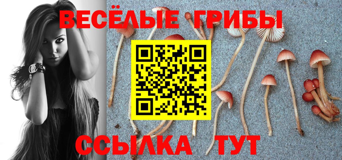 Мичуринск  дарнет шоп  Вход с VPN  Псилоцибиновые грибы Psilocybine cubensis 